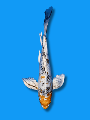 Butterfly Hikari Kawari | Koi&Co.